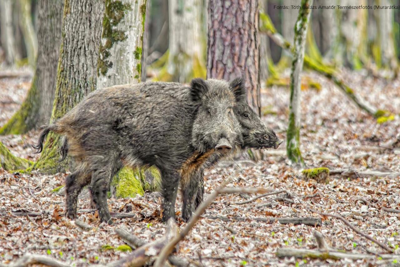 Lipics Part Lägenhet Muraratka Exteriör bild